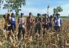 Babinsa Koramil 0804/13 Bendo Bersinergi Dengan Polsek Dampingi Petani Panen Jagung milik Bumdes Cahaya Lestari   