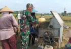 Babinsa Desa Tambakmas Bantu Petani Panen Padi
