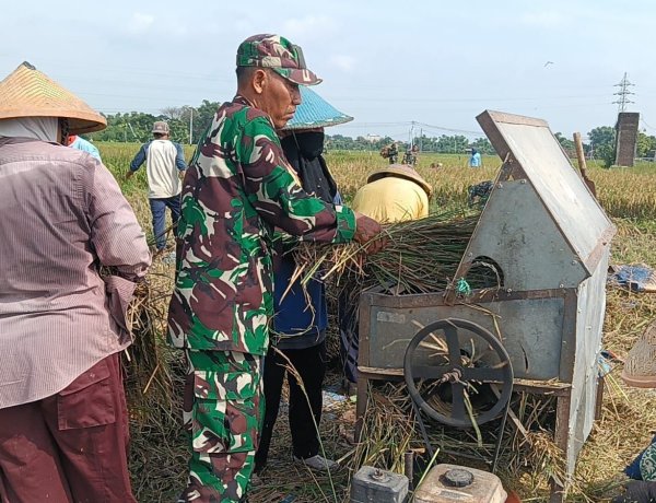 Babinsa Desa Tambakmas Bantu Petani Panen Padi